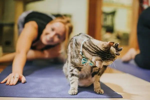 Take part in yoga or craft with the residents of lucky cat cafe in brisbane